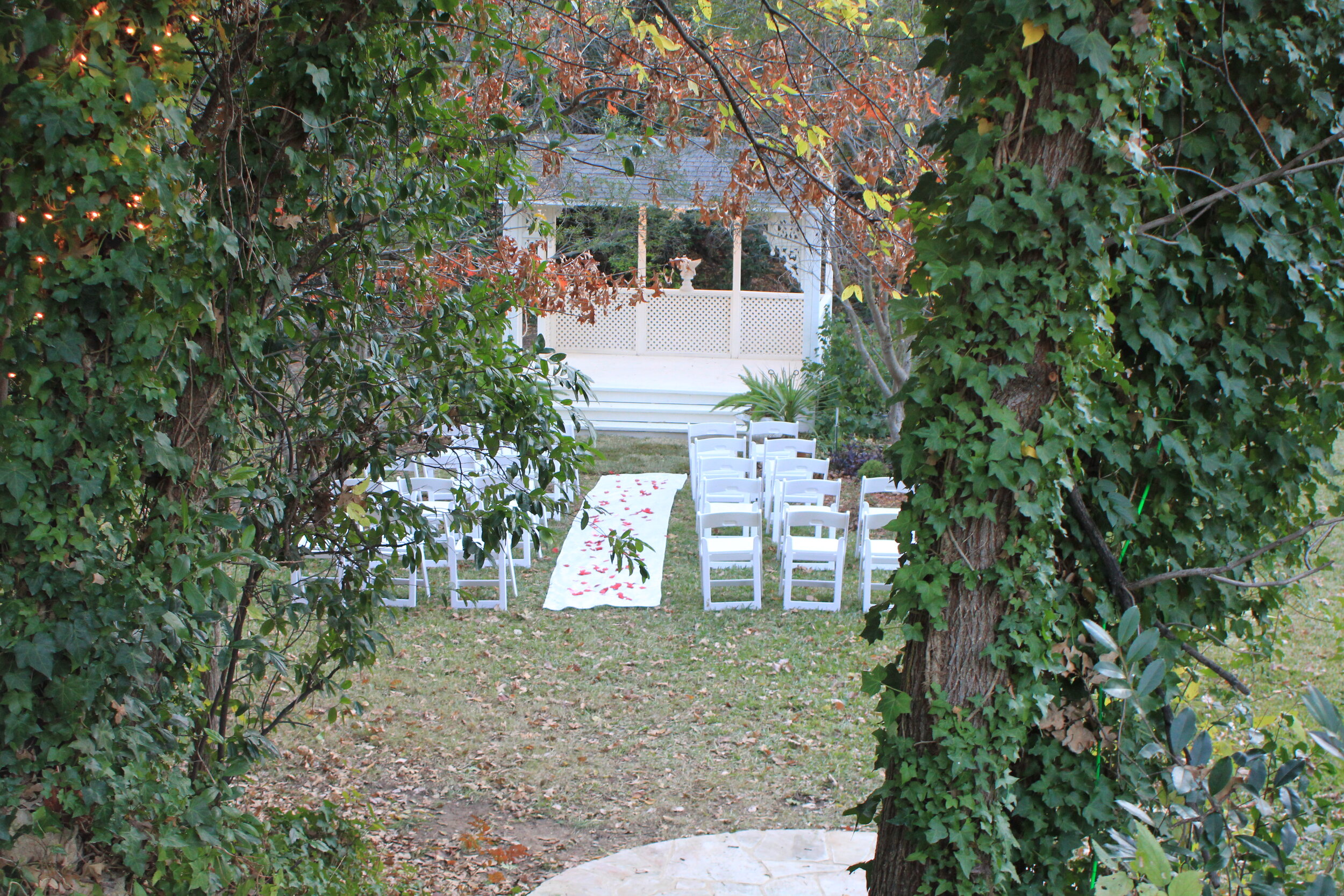 ivy tree-above gazebo